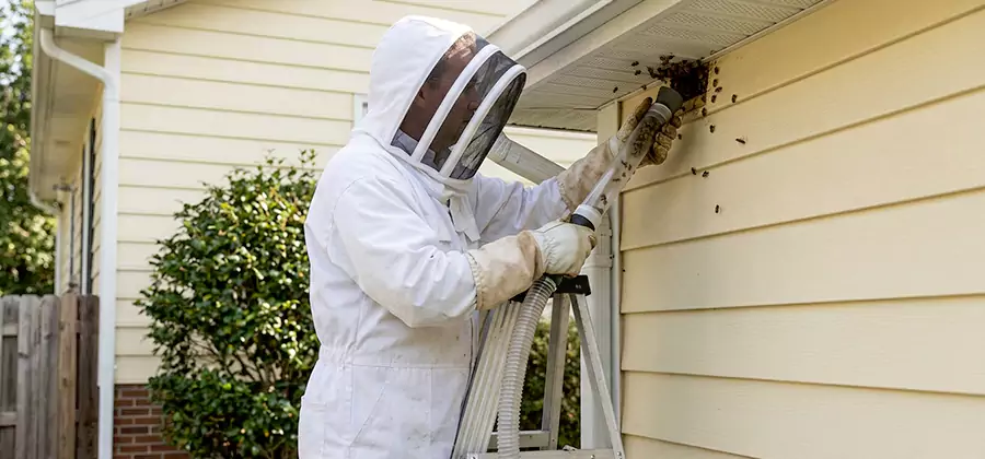 Ground Bee Removal in Tucker