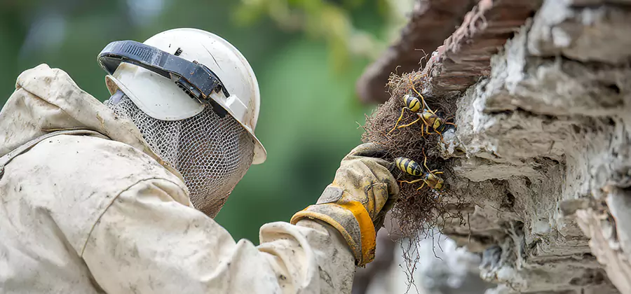 Bee and Wasp Hornet Removal in Tucker
