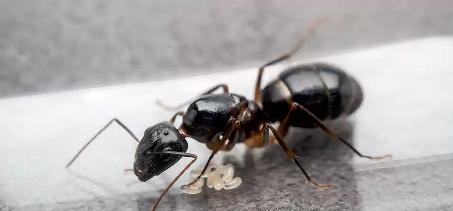 Black Ants in Kitchen Elimination in Tucker
