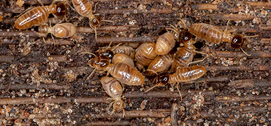 Bora Care Residential Termite Control in Tucker