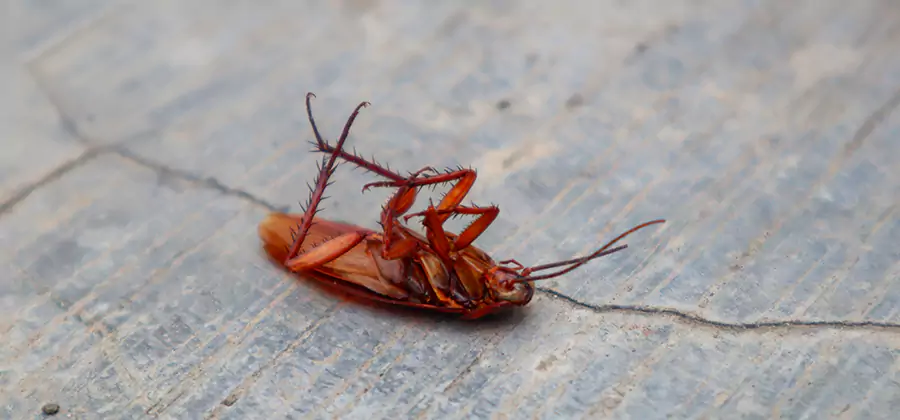 Cockroach Eradication for Commercial Properties in Tucker