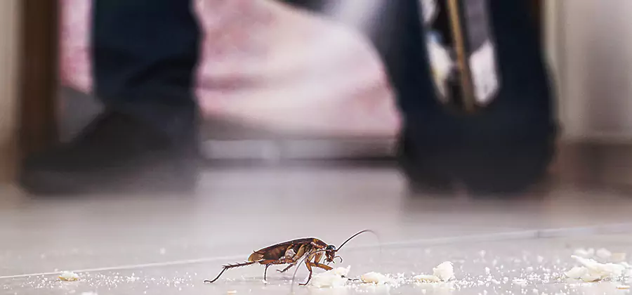 Roach House Treatment Tucker