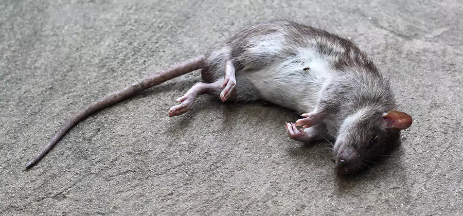 Dead Rat Disposal in Tucker