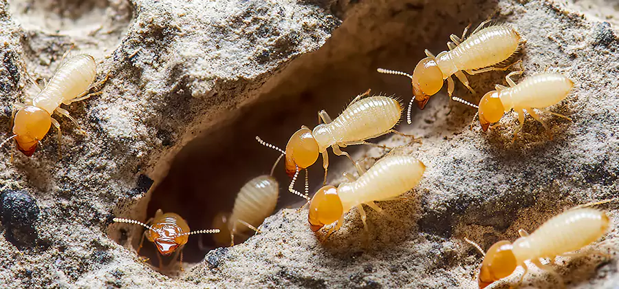 Termite Exterminator Services in Tucker