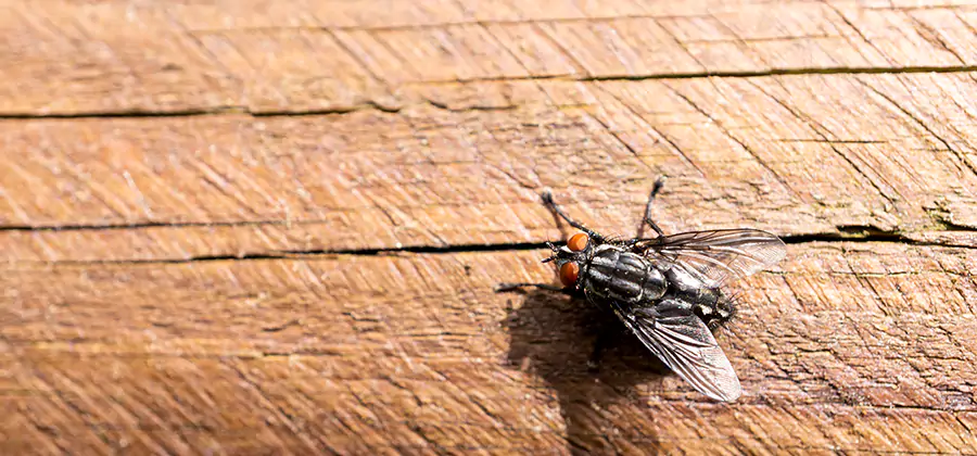 Flying Ant Barrier Treatment in Tucker