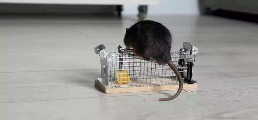 Mice in Attic Removal Tucker