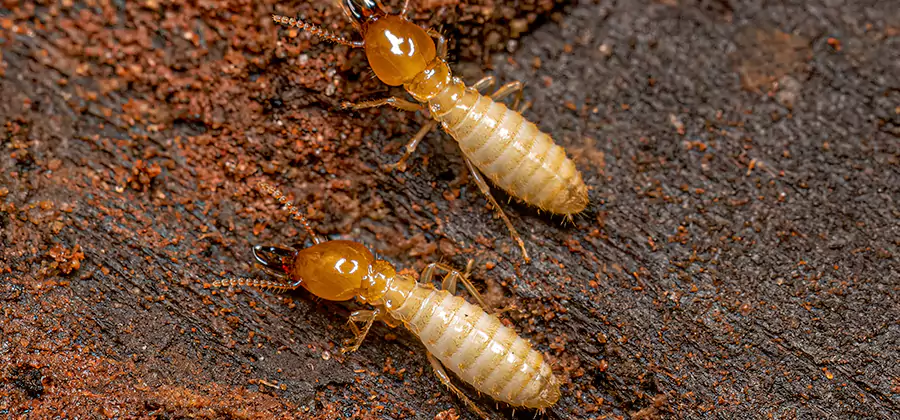 Structural Heat Termite Treatment in Tucker