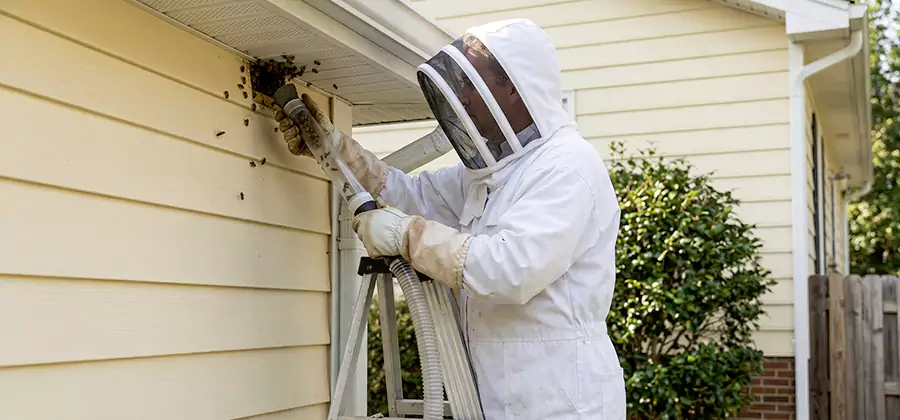 Wasp Nest in Wall Removal in Tucker
