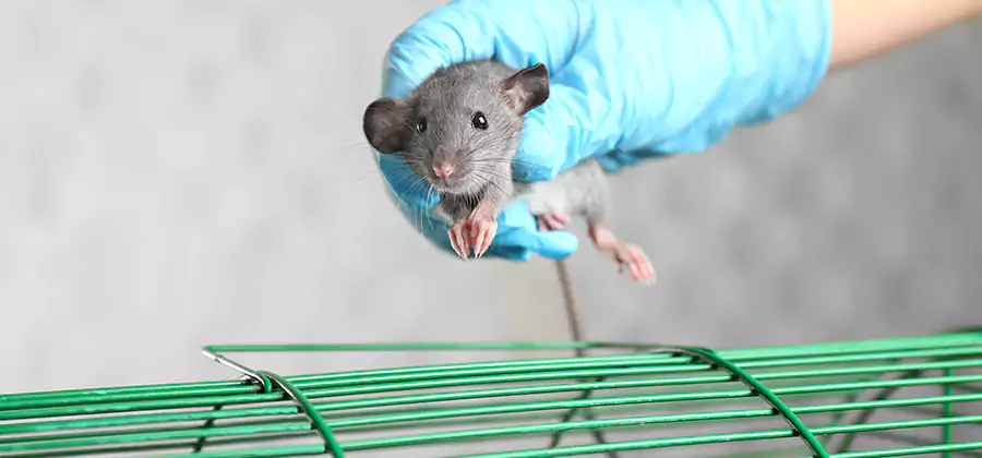 Humane Rat Trapping in Tucker