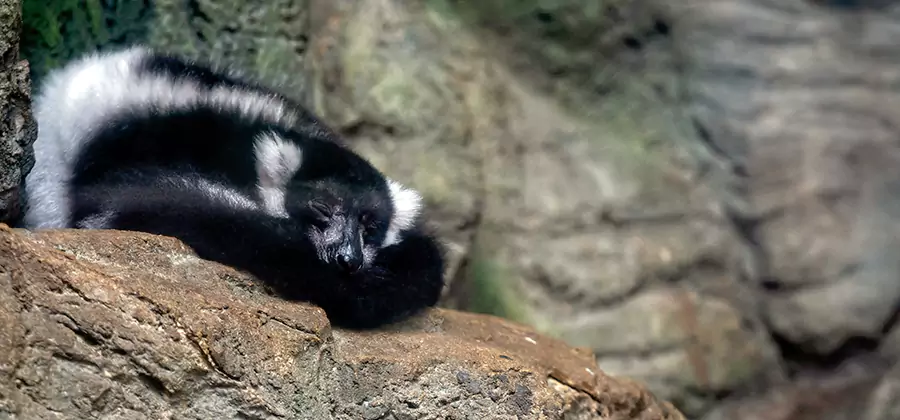 Humane Skunk Removal in Tucker