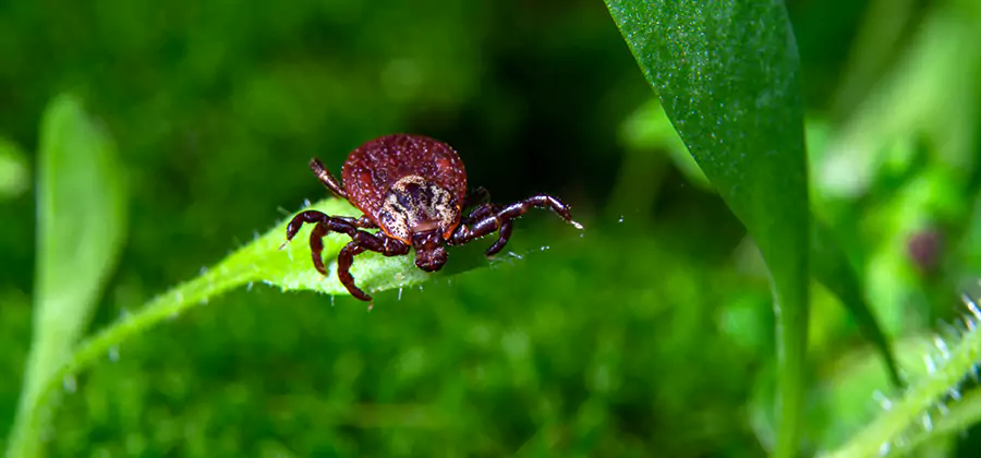 Tick Prevention for Yard in Tucker