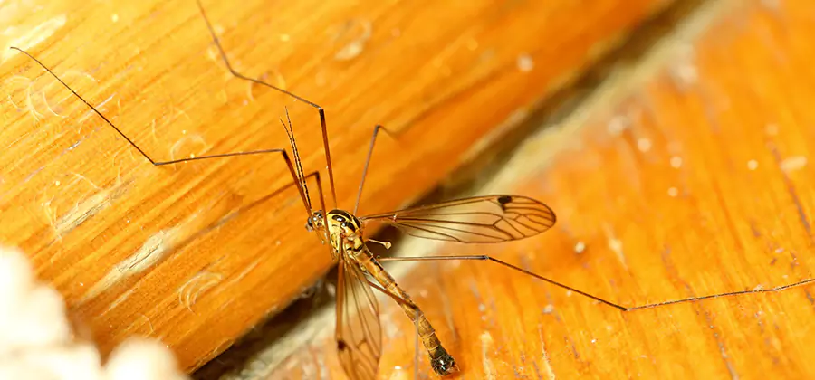 Exterior Mosquito Control in Tucker