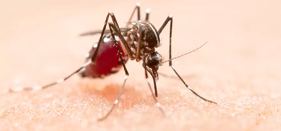 Indoor Mosquito Killer and Interior Control in Tucker