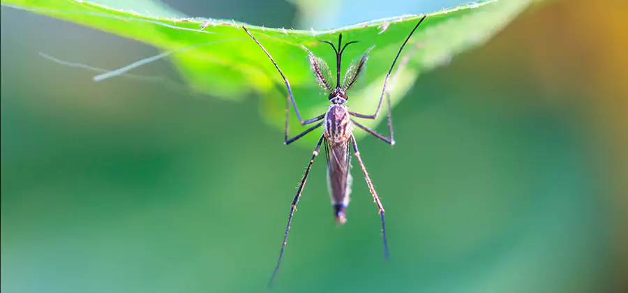 Pest and Mosquito Control for Yard and Patio in Tucker