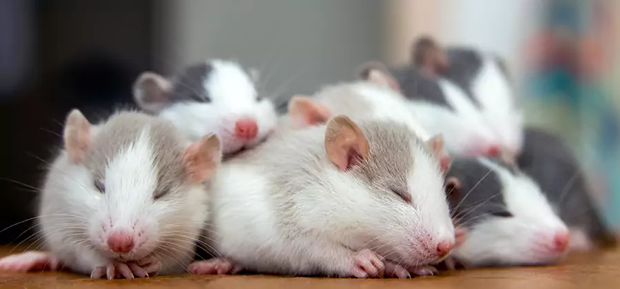 Tucker Pet Safe Mice Control
