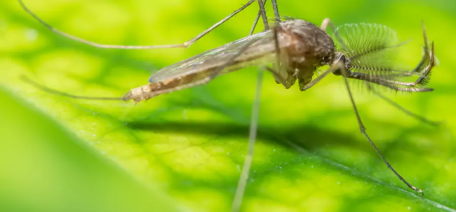 Herbal Mosquito Repellent Treatment in Tucker