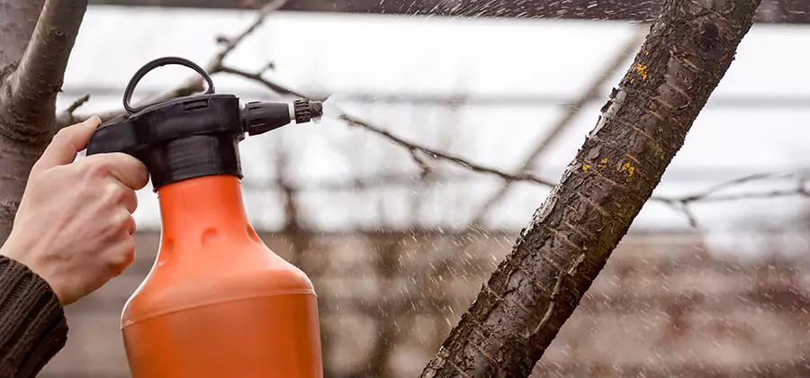 Orange Oil Structural Cavity Treatment in Tucker
