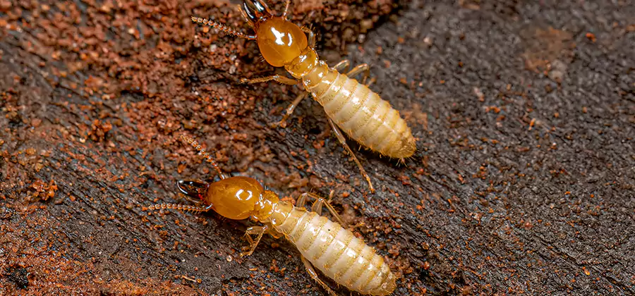 Natural Ant Hill Killer Treatment in Tucker