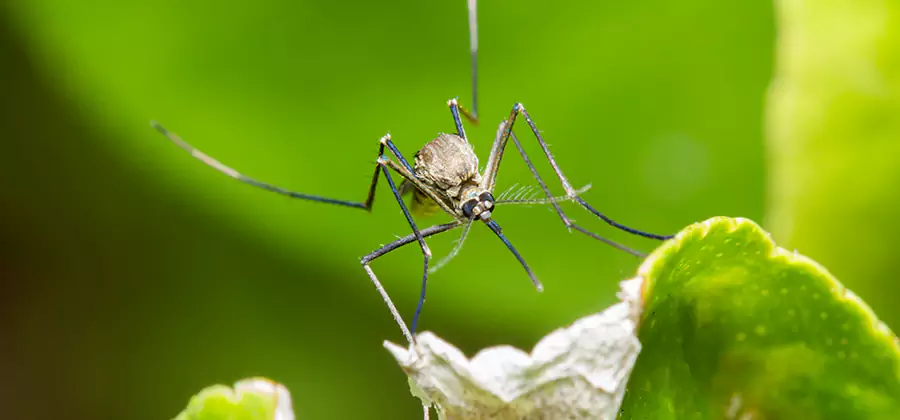 Natural Outdoor Mosquito Repellent in Tucker