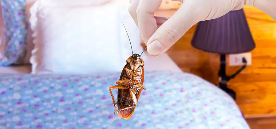 Bed Bug Inspection in Tucker