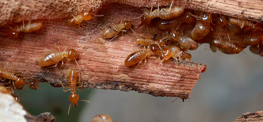 Termite Pest Management in Tucker