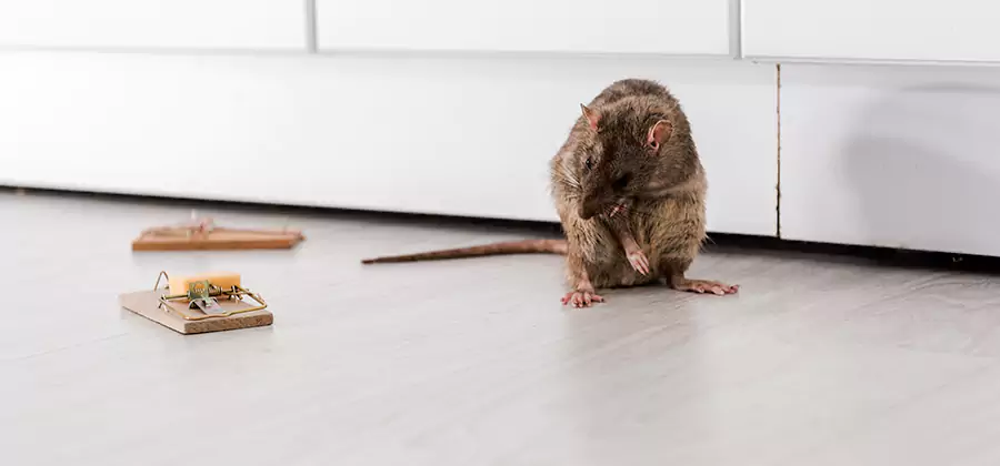 Rat Baiting Removal Service in Tucker