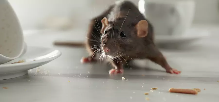 Attic Rat Exclusion Service in Tucker
