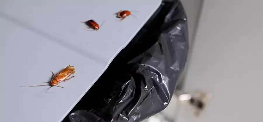 German Roach Pest Control in Tucker