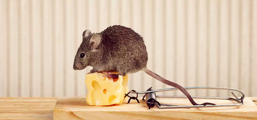 Commercial Rodent Exclusion Services in Tucker