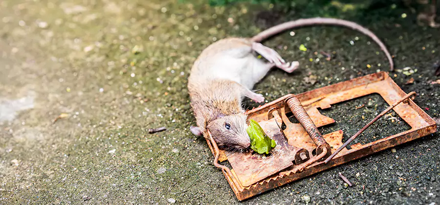 Rat Trapping in Tucker