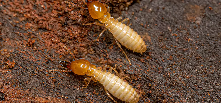 Sentricon Residential Termite Control in Tucker