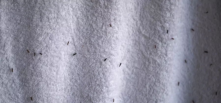 Small Black Ants in Bathroom Treatment in Tucker