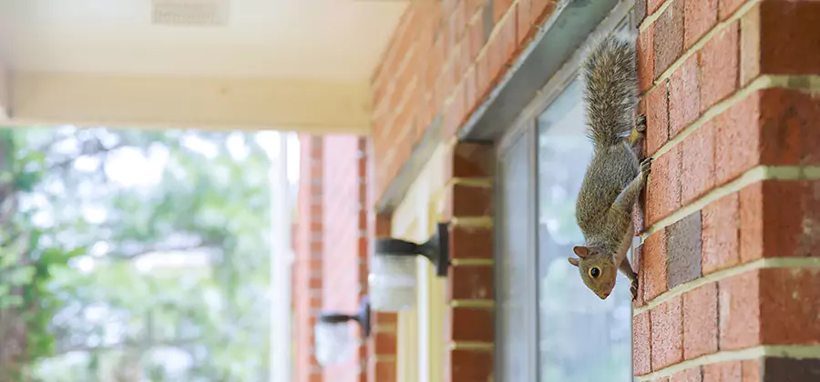 Squirrel Inside Walls Removal in Tucker