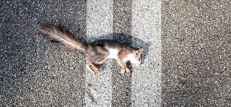 Dead Squirrel Removal in Tucker