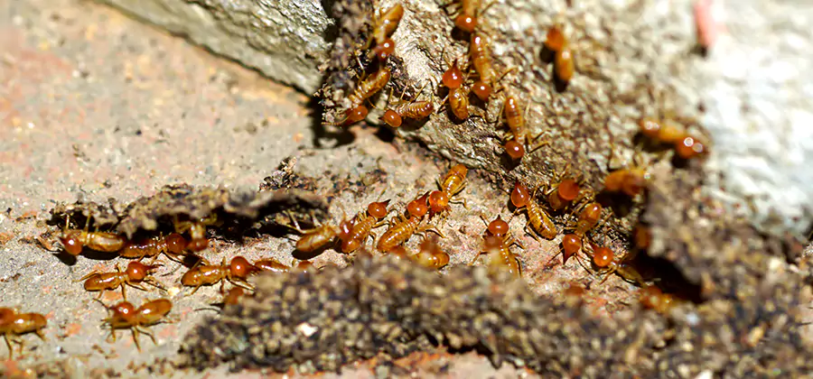 Wood Treatment and Localized Termite Solutions in Tucker