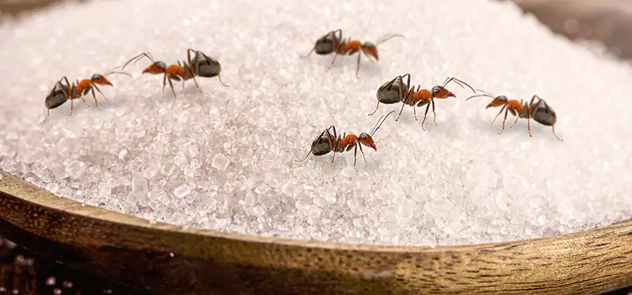 Indoor Sugar Ant Treatment in Tucker
