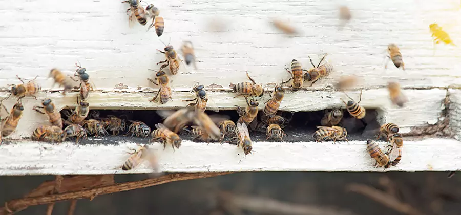 Residential Termite Fumigation in Tucker