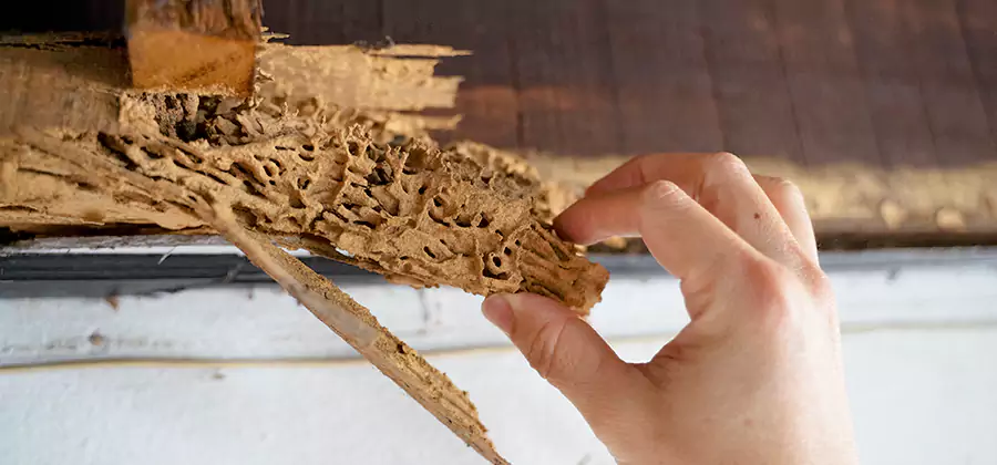 Pre-Purchase Termite Inspection in Tucker