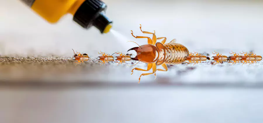 Foundation Termite Spraying Control in Tucker
