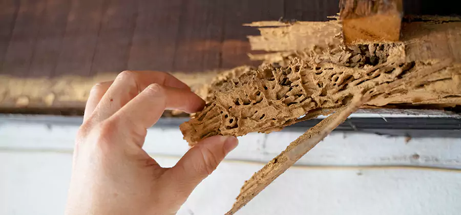 Pre-Construction Termite Treatment in Tucker