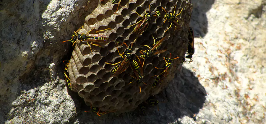 Wasp Nest in Tree Removal Tucker