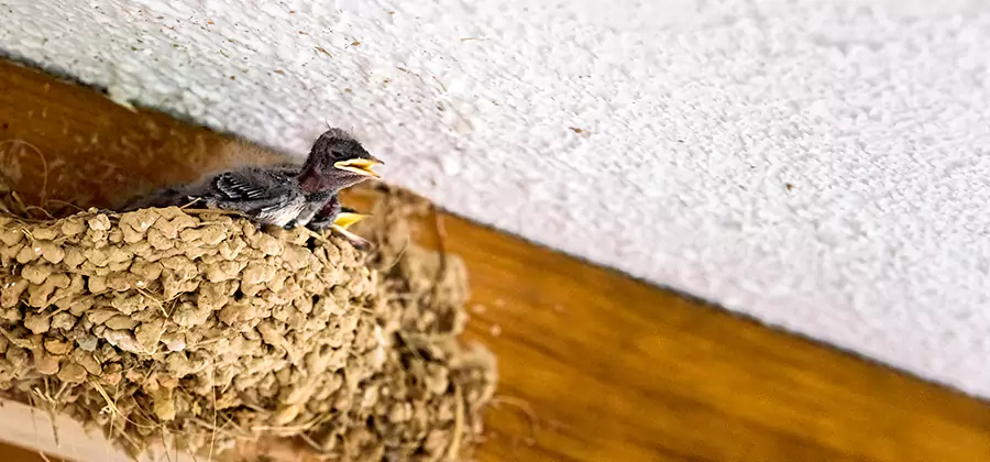 Bird Removal From House in Tucker