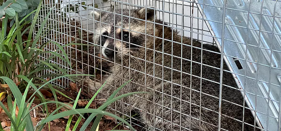 Wildlife Relocation Services in Tucker