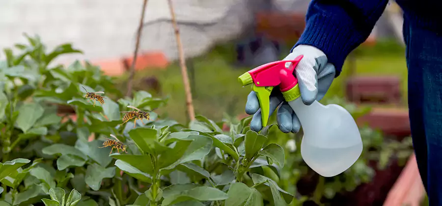 Yellow Jacket Pest Removal for Commercial Properties in Tucker