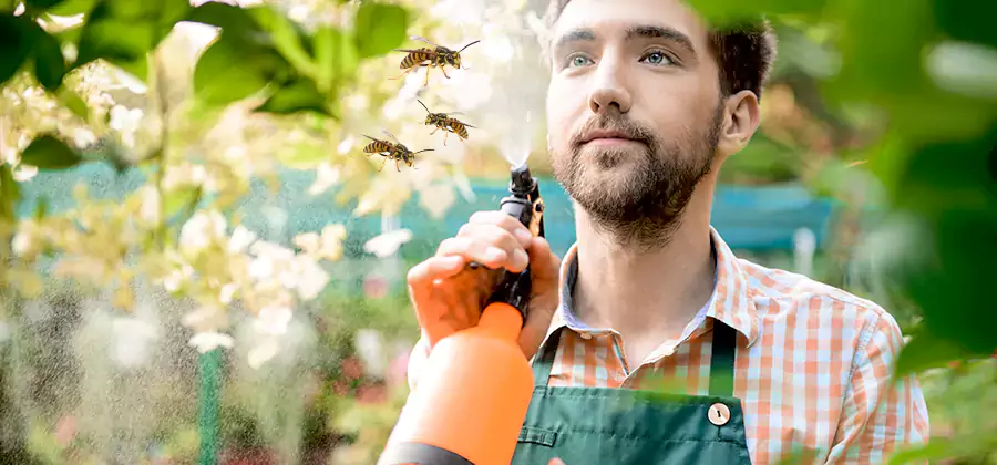Yellow Jacket Wasp Removal in Tucker