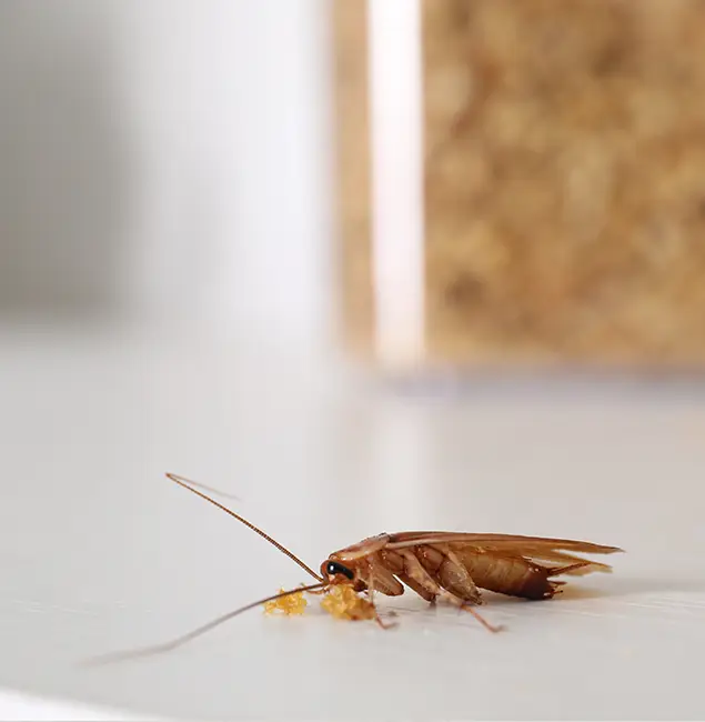 Why Tucker Pest Control Pro Stands Out in Tucker, GA?