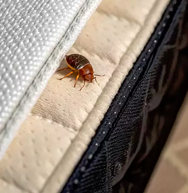 Why Choose Tucker Pest Control Pro for Bed Bug Treatment at Home in Tucker, GA?