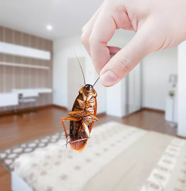 Why Tucker Pest Control Pro Stand Out For Bed Bug Inspection in Tucker, GA?