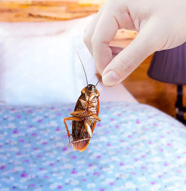Why Choose Tucker Pest Control Pro for Bed Bug Treatment in Tucker, GA?