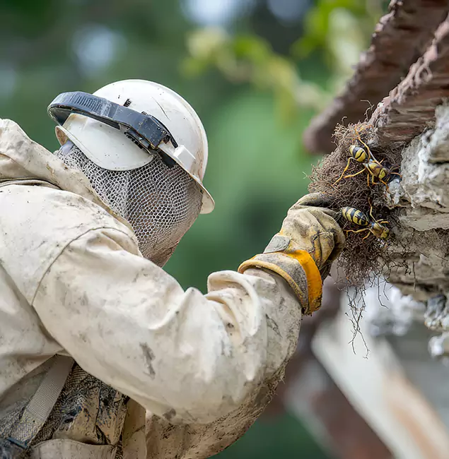 Why Tucker Property Owners Choose Tucker Pest Control Pro for Bee Exterminator?